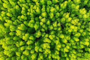 Aerial view of dense forest canopy representing biodiversity and habitat conservation supported by Colcom Foundation
